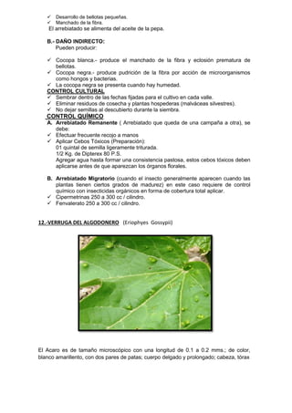  Desarrollo de bellotas pequeñas. 
 Manchado de la fibra. 
El arrebiatado se alimenta del aceite de la pepa. 
B.- DAÑO INDIRECTO: 
Pueden producir: 
 Cocopa blanca.- produce el manchado de la fibra y eclosión prematura de bellotas. 
 Cocopa negra.- produce pudrición de la fibra por acción de microorganismos como hongos y bacterias. 
 La cocopa negra se presenta cuando hay humedad. 
CONTROL CULTURAL 
 Sembrar dentro de las fechas fijadas para el cultivo en cada valle. 
 Eliminar residuos de cosecha y plantas hospederas (malváceas silvestres). 
 No dejar semillas al descubierto durante la siembra. 
CONTROL QUÍMICO 
A. Arrebiatado Remanente ( Arrebiatado que queda de una campaña a otra), se debe: 
 Efectuar frecuente recojo a manos 
 Aplicar Cebos Tóxicos (Preparación): 
01 quintal de semilla ligeramente triturada. 
1/2 Kg. de Dipterex 80 P.S. 
Agregar agua hasta formar una consistencia pastosa, estos cebos tóxicos deben aplicarse antes de que aparezcan los órganos florales. 
B. Arrebiatado Migratorio (cuando el insecto generalmente aparecen cuando las plantas tienen ciertos grados de madurez) en este caso requiere de control químico con insecticidas orgánicos en forma de cobertura total aplicar. 
 Cipermetrinas 250 a 300 cc / cilindro. 
 Fenvalerato 250 a 300 cc / cilindro. 
12.-VERRUGA DEL ALGODONERO (Eriophyes Gossypii) 
El Acaro es de tamaño microscópico con una longitud de 0.1 a 0.2 mms.; de color, blanco amarillento, con dos pares de patas; cuerpo delgado y prolongado; cabeza, tórax 
 