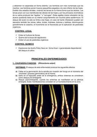 y abdomen no separadas en forma distinta. Las hembras son más numerosas que los machos. Las hembras ponen huevos pequeñitos pegados a la cara inferior de las hojas. Existen dos estados larvales, viviendo las larvas en la misma forma que los adultos. Las larvas pican con sus mandíbulas las células de las hojas y por los principios enzimáticos de su saliva producen las "agallas " o "verrugas". Estas agallas crecen alrededor de los ácaros quedando éstos en su interior conjuntamente con muchos pelos epidérmicos. El ataque del acaro no sólo se limita a las hojas; en caso de fuerte infestación pueden ser atacados también las ramas, tallos, brotes, brácteas, botones y bellotas, disminuyendo grandemente la cosecha, el incremento se ve favorecido por la aplicación de pesticidas orgánicos. 
CONTROL LEGAL 
 Evitar el Cultivos de Socas 
 Quema de la broza del algodonero 
 Evitarr el uso de pesticidas orgánicos 
CONTROL QUIMICO 
 Espolvoreo de Azufre Polvo Seco en forma focal o generalizada dependiendo del ataque al cultivo 
PRINCIPALES ENFERMEDADES 
1.- CHUPADERA FUNGOSA (Rhizoctonia solani) 
SINTOMAS: El ataque de esta enfermedad produce los siguientes efectos: 
a) Fallas en la germinación de la semilla por invasión del hongo en el momento del “hinchado” (proceso germinativo) de la misma. 
b) Daño en el hipocotilo antes de la emergencia, ambos sistemas se consideran como ataque pre-emergente. 
c) Ataque post-emergente, cuando los síntomas se manifiestan en la plántula emergida. Estas manifestaciones consisten en un humedecimiento en la zona  