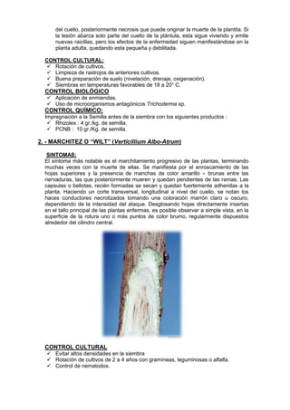 del cuello, posteriormente necrosis que puede originar la muerte de la plantita. Si la lesión abarca solo parte del cuello de la plántula, esta sigue viviendo y emite nuevas raicillas, pero los efectos de la enfermedad siguen manifestándose en la planta adulta, quedando esta pequeña y debilitada. 
CONTROL CULTURAL: 
 Rotación de cultivos. 
 Limpieza de rastrojos de anteriores cultivos. 
 Buena preparación de suelo (nivelación, drenaje, oxigenación). 
 Siembras en temperaturas favorables de 18 a 20° C. 
CONTROL BIOLÓGICO 
 Aplicación de enmiendas. 
 Uso de microorganismos antagónicos Trichoderma sp. 
CONTROL QUÍMICO: 
Impregnación a la Semilla antes de la siembra con los siguientes productos : 
 Rhizolex : 4 gr./kg. de semilla. 
 PCNB : 10 gr./Kg. de semilla. 
2. - MARCHITEZ O “WILT” (Verticillium Albo-Atrum) 
SINTOMAS: 
El síntoma más notable es el marchitamiento progresivo de las plantas, terminando muchas veces con la muerte de ellas. Se manifiesta por el enroscamiento de las hojas superiores y la presencia de manchas de color amarillo – brunas entre las nervaduras, las que posteriormente mueren y quedan pendientes de las ramas. Las capsulas o bellotas, recién formadas se secan y quedan fuertemente adheridas a la planta. Haciendo un corte transversal, longitudinal a nivel del cuello, se notan los haces conductores necrotizados tomando una coloración marrón claro u oscuro, dependiendo de la intensidad del ataque. Desglosando hojas directamente insertas en el tallo principal de las plantas enfermas, es posible observar a simple vista, en la superficie de la rotura uno o más puntos de color brumo, regularmente dispuestos alrededor del cilindro central. 
CONTROL CULTURAL 
 Evitar altos densidades en la siembra 
 Rotación de cultivos de 2 a 4 años con gramíneas, leguminosas o alfalfa. 
 Control de nematodos.  