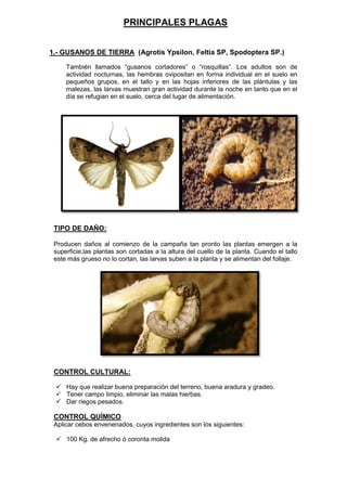 PRINCIPALES PLAGAS 
1.- GUSANOS DE TIERRA (Agrotis Ypsilon, Feltia SP, Spodoptera SP.) 
También llamados “gusanos cortadores” o “rosquillas”. Los adultos son de actividad nocturnas, las hembras ovipositan en forma individual en el suelo en pequeños grupos, en el tallo y en las hojas inferiores de las plántulas y las malezas, las larvas muestran gran actividad durante la noche en tanto que en el día se refugian en el suelo, cerca del lugar de alimentación. 
TIPO DE DAÑO: 
Producen daños al comienzo de la campaña tan pronto las plantas emergen a la superficie,las plantas son cortadas a la altura del cuello de la planta. Cuando el tallo este más grueso no lo cortan, las larvas suben a la planta y se alimentan del follaje. 
CONTROL CULTURAL: 
 Hay que realizar buena preparación del terreno, buena aradura y gradeo. 
 Tener campo limpio, eliminar las malas hierbas. 
 Dar riegos pesados. 
CONTROL QUÍMICO 
Aplicar cebos envenenados, cuyos ingredientes son los siguientes: 
 100 Kg. de afrecho ó coronta molida  