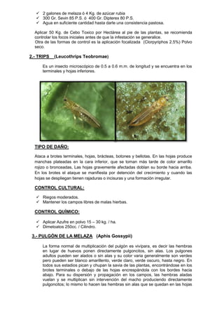  2 galones de melaza ó 4 Kg. de azúcar rubia 
 300 Gr. Sevin 85 P.S. ó 400 Gr. Dipterex 80 P.S. 
 Agua en suficiente cantidad hasta darle una consistencia pastosa. 
Aplicar 50 Kg. de Cebo Toxico por Hectárea al pie de las plantas, se recomienda controlar los focos iniciales antes de que la infestación se generalice. 
Otra de las formas de control es la aplicación focalizada (Clorpyriphos 2.5%) Polvo seco. 
2.- TRIPS (Leucothrips Teobromae) 
Es un insecto microscópico de 0.5 a 0.6 m.m. de longitud y se encuentra en los terminales y hojas inferiores. 
TIPO DE DAÑO: 
Ataca a brotes terminales, hojas, brácteas, botones y bellotas. En las hojas produce manchas plateadas en la cara inferior, que se toman más tarde de color amarillo rojizo o bronceadas, Las hojas gravemente afectadas doblan su borde hacia arriba. En los brotes el ataque se manifiesta por detención del crecimiento y cuando las hojas se despliegan tienen rajaduras o incisuras y una formación irregular. 
CONTROL CULTURAL: 
 Riegos moderados. 
 Mantener los campos libres de malas hierbas. 
CONTROL QUÍMICO: 
 Aplicar Azufre en polvo 15 – 30 kg. / ha. 
 Dimetoatos 250cc. / Cilindro. 
3.- PULGÓN DE LA MELAZA (Aphis Gossypii) 
La forma normal de multiplicación del pulgón es vivípara, es decir las hembras en lugar de huevos ponen directamente pulgoncitos, sin alas. Los pulgones adultos pueden ser alados o sin alas y su color varia generalmente son verdes pero pueden ser blanco amarillento, verde claro, verde oscuro, hasta negro. En todos sus estadios pican y chupan la savia de las plantas, encontrándose en los brotes terminales o debajo de las hojas encrespándola con los bordes hacia abajo. Para su dispersión y propagación en los campos, las hembras aladas vuelan y se multiplican sin intervención del macho produciendo directamente pulgoncitos; lo mismo lo hacen las hembras sin alas que se quedan en las hojas  