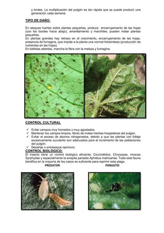 y brotes. La multiplicación del pulgón es tan rápida que se puede producir una generación cada semana. 
TIPO DE DAÑO: 
En ataques fuertes sobre plantas pequeñas, produce encarrujamiento de las hojas (con los bordes hacia abajo), amarillamiento y marchites, pueden matar plantas pequeñas. 
En plantas grandes hay retraso en el crecimiento, encarrujamiento de las hojas, presencia de fumagina, que impide a la planta una normal fotosíntesis (producción de nutrientes en las hojas). 
En bellotas abiertas, mancha la fibra con la melaza y fumagina. CONTROL CULTURAL 
 Evitar campos muy húmedos o muy agostados. 
 Mantener los campos limpios, libres de malas hierbas hospederas del pulgón. 
 Evitar el exceso de abonos nitrogenados, debido a que las plantas con follaje excesivamente suculento son adecuados para el incremento de las poblaciones del pulgón. 
 Desahije o entresaque oportuno. 
CONTROL BIOLÓGICO: 
El insecto tiene un control biológico eficiente; Coccinélidos, Chrysopas, moscas Syrphydae y especialmente la avispita parasita Aphidius matricariae. Toda esta fauna benéfica en la mayoría de los casos es suficiente para reprimir esta plaga. 
PREDATOR PARASITO 
 