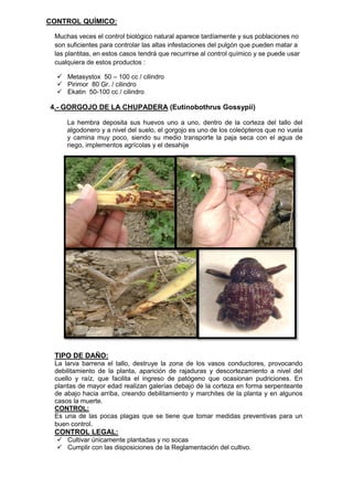 CONTROL QUÍMICO: 
Muchas veces el control biológico natural aparece tardíamente y sus poblaciones no son suficientes para controlar las altas infestaciones del pulgón que pueden matar a las plantitas, en estos casos tendrá que recurrirse al control químico y se puede usar cualquiera de estos productos : 
 Metasystox 50 – 100 cc / cilindro 
 Pirimor 80 Gr. / cilindro 
 Ekatin 50-100 cc / cilindro 
4.- GORGOJO DE LA CHUPADERA (Eutinobothrus Gossypii) 
La hembra deposita sus huevos uno a uno, dentro de la corteza del tallo del algodonero y a nivel del suelo, el gorgojo es uno de los coleópteros que no vuela y camina muy poco, siendo su medio transporte la paja seca con el agua de riego, implementos agrícolas y el desahije 
TIPO DE DAÑO: 
La larva barrena el tallo, destruye la zona de los vasos conductores, provocando debilitamiento de la planta, aparición de rajaduras y descortezamiento a nivel del cuello y raíz, que facilita el ingreso de patógeno que ocasionan pudriciones. En plantas de mayor edad realizan galerías debajo de la corteza en forma serpenteante de abajo hacia arriba, creando debilitamiento y marchites de la planta y en algunos casos la muerte. 
CONTROL: 
Es una de las pocas plagas que se tiene que tomar medidas preventivas para un buen control. 
CONTROL LEGAL: 
 Cultivar únicamente plantadas y no socas 
 Cumplir con las disposiciones de la Reglamentación del cultivo.  