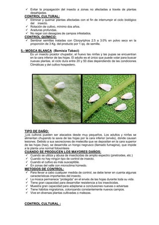  Evitar la propagación del insecto a zonas no afectadas a través de plantas desahijadas. 
CONTROL CULTURAL: 
 Eliminar y quemar plantas afectadas con el fin de interrumpir el ciclo biológico del insecto. 
 Rotación de cultivo, mínimo dos años. 
 Araduras profundas. 
 No regar con desagües de campos infestados. 
CONTROL QUÍMICO: 
 Sembrar semillas tratadas con Clorpyriphos 2.5 a 3.0% en polvo seco en la proporción de 3 Kg. del producto por 1 qq. de semilla. 
5.- MOSCA BLANCA (Bemisia Tabaci) 
Es un insecto picador chupador, el huevo las ninfas y las pupas se encuentran en la cara inferior de las hojas. El adulto es el único que puede volar para buscar nuevas plantas, el ciclo dura entre 20 y 50 días dependiendo de las condiciones Climáticas y del cultivo hospedero. 
TIPO DE DAÑO: 
Los cultivos pueden ser atacados desde muy pequeños. Los adultos y ninfas se alimentan chupando la savia de las hojas por la cara inferior (envés), donde causan lesiones. Debido a sus secreciones de mielecilla que se depositan en la cara superior de las hojas (haz), se desarrolla un hongo negrusco (llamado fumagina), que impide a la planta una normal fotosíntesis 
CUANDO SE PRODUCEN LOS MAYORES DAÑOS: 
 Cuando se utiliza y abusa de insecticidas de amplio espectro (piretroides, etc.) 
 Cuando no hay ningún tipo de control de insecto. 
 Cuando el cultivo es más susceptible. 
 En zonas del valle con microclima húmedo. 
METODOS DE CONTROL: 
 Para llevar a cabo cualquier medida de control, se debe tener en cuenta algunas características importantes del insecto. 
 La mosca permanece “protegida” en el envés de las hojas durante toda su vida. 
 Tiene gran capacidad para desarrollar resistencia a los insecticidas. 
 Muestra gran capacidad para adaptarse a conclusiones nuevas o adversas 
 Tiene hábitos migratorios, colonizando constantemente nuevos campos. 
 Vive en diversas plantas cultivadas o malezas. 
CONTROL CULTURAL :  