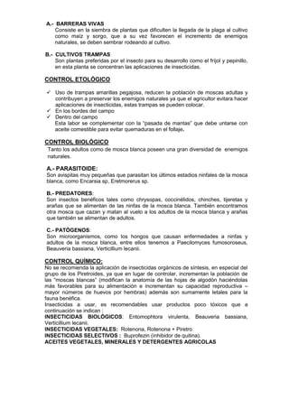 A.- BARRERAS VIVAS 
Consiste en la siembra de plantas que dificulten la llegada de la plaga al cultivo como maíz y sorgo, que a su vez favorecen el incremento de enemigos naturales, se deben sembrar rodeando al cultivo. 
B.- CULTIVOS TRAMPAS 
Son plantas preferidas por el insecto para su desarrollo como el fríjol y pepinillo, en esta planta se concentran las aplicaciones de insecticidas. 
CONTROL ETOLÓGICO 
 Uso de trampas amarillas pegajosa, reducen la población de moscas adultas y contribuyen a preservar los enemigos naturales ya que el agricultor evitara hacer aplicaciones de insecticidas, estas trampas se pueden colocar. 
 En los bordes del campo 
 Dentro del campo 
Esta labor se complementar con la “pasada de mantas” que debe untarse con aceite comestible para evitar quemaduras en el follaje. 
CONTROL BIOLÓGICO 
Tanto los adultos como de mosca blanca poseen una gran diversidad de enemigos naturales. 
A.- PARASITOIDE: 
Son avispitas muy pequeñas que parasitan los últimos estadios ninfales de la mosca blanca, como Encarsia sp, Eretmorerus sp. 
B.- PREDATORES: 
Son insectos benéficos tales como chrysopas, coccinélidos, chinches, tijeretas y arañas que se alimentan de las ninfas de la mosca blanca. También encontramos otra mosca que cazan y matan al vuelo a los adultos de la mosca blanca y arañas que también se alimentan de adultos. 
C.- PATÓGENOS: 
Son microorganismos, como los hongos que causan enfermedades a ninfas y adultos de la mosca blanca, entre ellos tenemos a Paecilomyces fumosoroseus, Beauveria bassiana, Verticillium lecanii. 
CONTROL QUÍMICO: 
No se recomienda la aplicación de insecticidas orgánicos de síntesis, en especial del grupo de los Piretroides, ya que en lugar de controlar, incrementan la población de las “moscas blancas” (modifican la anatomía de las hojas de algodón haciéndolas más favorables para su alimentación e incrementan su capacidad reproductiva – mayor números de huevos por hembras) además son sumamente letales para la fauna benéfica. 
Insecticidas a usar, es recomendables usar productos poco tóxicos que a continuación se indican : 
INSECTICIDAS BIOLÓGICOS: Entomophtora virulenta, Beauveria bassiana, Verticillium lecanii. 
INSECTICIDAS VEGETALES: Rotenona, Rotenona + Piretro 
INSECTICIDAS SELECTIVOS : Buprofezin (inhibidor de quitina). 
ACEITES VEGETALES, MINERALES Y DETERGENTES AGRICOLAS 
 