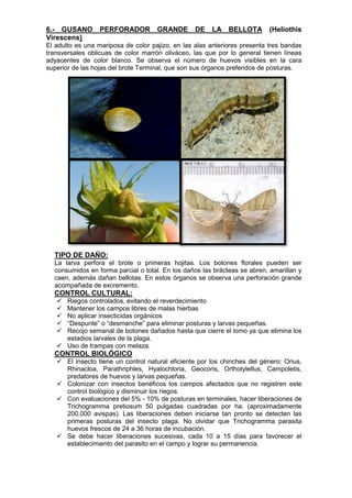 6.- GUSANO PERFORADOR GRANDE DE LA BELLOTA (Heliothis Virescens) 
El adulto es una mariposa de color pajizo, en las alas anteriores presenta tres bandas transversales oblicuas de color marrón oliváceo, las que por lo general tienen líneas adyacentes de color blanco. Se observa el número de huevos visibles en la cara superior de las hojas del brote Terminal, que son sus órganos preferidos de posturas. 
TIPO DE DAÑO: 
La larva perfora el brote o primeras hojitas. Los botones florales pueden ser consumidos en forma parcial o total. En los daños las brácteas se abren, amarillan y caen, además dañan bellotas. En estos órganos se observa una perforación grande acompañada de excremento. 
CONTROL CULTURAL: 
 Riegos controlados, evitando el reverdecimiento 
 Mantener los campos libres de malas hierbas 
 No aplicar insecticidas orgánicos 
 “Despunte” o “desmanche” para eliminar posturas y larvas pequeñas. 
 Recojo semanal de botones dañados hasta que cierre el lomo ya que elimina los estadios larvales de la plaga. 
 Uso de trampas con melaza. 
CONTROL BIOLÓGICO 
 El insecto tiene un control natural eficiente por los chinches del género: Orius, Rhinacloa, Parathriphles, Hyalochloria, Geocoris, Orthotylellus, Campoletis, predatores de huevos y larvas pequeñas. 
 Colonizar con insectos benéficos los campos afectados que no registren este control biológico y disminuir los riegos. 
 Con evaluaciones del 5% - 10% de posturas en terminales, hacer liberaciones de Trichogramma pretiosum 50 pulgadas cuadradas por ha. (aproximadamente 200,000 avispas). Las liberaciones deben iniciarse tan pronto se detecten las primeras posturas del insecto plaga. No olvidar que Trichogramma parasita huevos frescos de 24 a 36 horas de incubación. 
 Se debe hacer liberaciones sucesivas, cada 10 a 15 días para favorecer el establecimiento del parasito en el campo y lograr su permanencia.  