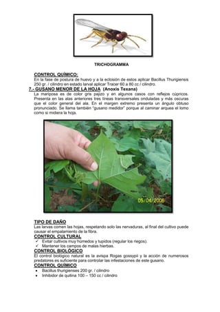 TRICHOGRAMMA 
CONTROL QUÍMICO: 
En la fase de postura de huevo y a la eclosión de estos aplicar Bacillus Thurigiensis 250 gr. / cilindro en estado larval aplicar Tracer 60 a 80 cc / cilindro. 
7.- GUSANO MENOR DE LA HOJA (Anoxis Texana) 
La mariposa es de color gris pajizo y en algunos casos con reflejos cúpricos. Presenta en las alas anteriores tres líneas transversales onduladas y más oscuras que el color general del ala. En el margen extremo presenta un ángulo obtuso pronunciado. Se llama también “gusano medidor” porque al caminar arquea el lomo como si midiera la hoja. 
TIPO DE DAÑO 
Las larvas comen las hojas, respetando solo las nervaduras, al final del cultivo puede causar el empalamiento de la fibra. 
CONTROL CULTURAL 
 Evitar cultivos muy húmedos y tupidos (regular los riegos). 
 Mantener los campos de malas hierbas. 
CONTROL BIOLÓGICO 
El control biológico natural es la avispa Rogas gossypii y la acción de numerosos predatores es suficiente para controlar las infestaciones de este gusano. 
CONTROL QUÍMICO 
 Bacillus thurigienses 200 gr. / cilindro 
 Inhibidor de quitina 100 – 150 cc / cilindro 
 