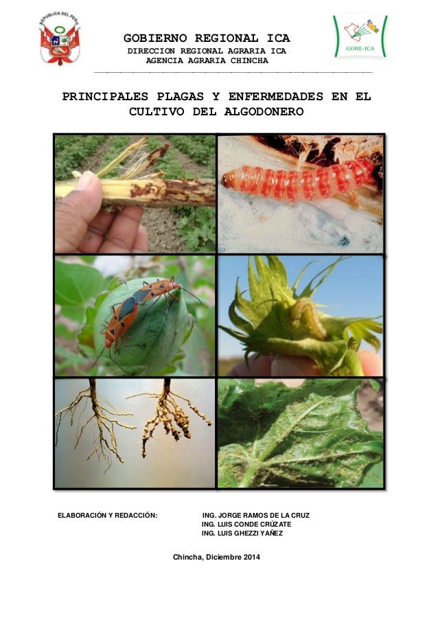 Principales Plagas Y Enfermedades En El Cultivo De Ar vrogue.co Principales Plagas Y Enfermedades En El Cultivo De Ar vrogue.co