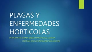 PLAGAS Y
ENFERMEDADES
HORTICOLAS
INTEGRANTES: ERWIN ZINEDI MANAHUACO LLERENA
CRISTIAN JESUS HUAYMACARI YAHUARCANI
 