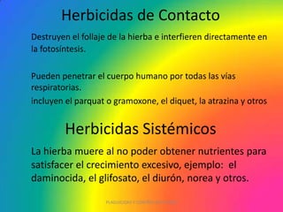 Herbicidas Sistémicos
Destruyen el follaje de la hierba e interfieren directamente en
la fotosíntesis.
Pueden penetrar el cuerpo humano por todas las vías
respiratorias.
incluyen el parquat o gramoxone, el diquet, la atrazina y otros
Herbicidas de Contacto
La hierba muere al no poder obtener nutrientes para
satisfacer el crecimiento excesivo, ejemplo: el
daminocida, el glifosato, el diurón, norea y otros.
PLAGUICIDAS Y CONTROL DE PLAGAS
 