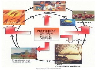PLAGUICIDAS Y CONTROL DE PLAGAS
 
