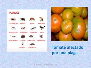 Tomate afectado
por una plaga
PLAGUICIDAS Y CONTROL DE PLAGAS
 