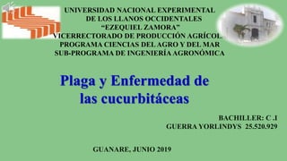 UNIVERSIDAD NACIONAL EXPERIMENTAL
DE LOS LLANOS OCCIDENTALES
“EZEQUIEL ZAMORA”
VICERRECTORADO DE PRODUCCIÓN AGRÍCOLA
PROGRAMA CIENCIAS DELAGRO Y DEL MAR
SUB-PROGRAMA DE INGENIERÍA AGRONÓMICA
BACHILLER: C .I
GUERRA YORLINDYS 25.520.929
GUANARE, JUNIO 2019
Plaga y Enfermedad de
las cucurbitáceas
 