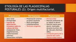 ETIOLOGÍA DE LAS PLAGIOCEFALIAS
POSTURALES (2): Origen multifactorial.
Prenatales Perinatales Posnatales
• Sexo varón
• Primiparidad
• Fuerzas de
deformación
intraútero sobre la
cabeza del feto
(malposición fetal,
oligohidramnios,
malformaciones
uterinas).
• Gestaciones múltiples.
• Presentación anterior
occipital izquierda
• Parto prolongado
• Cefalohematoma
• Tortícolis congénita
• Prematuridad
• Posición preferente de
la cabeza al dormir
• Posición supina para
dormir (inevitable
durante el primer año
de vida para disminuir
SMSL)
• Limitación pasiva de la
rotación del cuello
• Hipoactividad motora
 