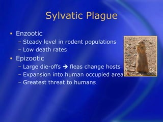 Sylvatic Plague
•   Enzootic
    − Steady level in rodent populations
    − Low death rates

•   Epizootic
    − Large die-offs  fleas change hosts
    − Expansion into human occupied areas
    − Greatest threat to humans
 