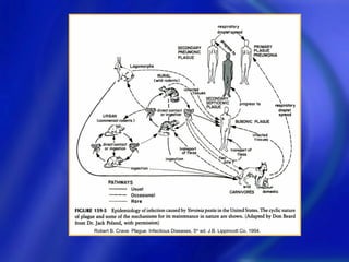 Robert B. Crave. Plague. Infectious Diseases, 5th ed. J.B. Lippincott Co. 1994.
 