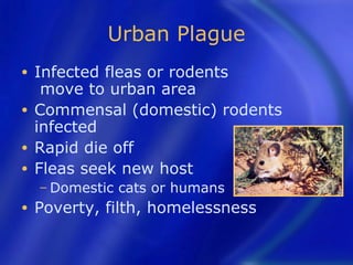 Urban Plague
• Infected fleas or rodents
   move to urban area
• Commensal (domestic) rodents
  infected
• Rapid die off
• Fleas seek new host
    − Domestic   cats or humans
•   Poverty, filth, homelessness
 