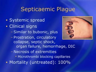Septicaemic Plague
• Systemic spread
• Clinical signs
    − Similar to bubonic, plus
    − Prostration, circulatory
      collapse, septic shock,
       organ failure, hemorrhage, DIC
    − Necrosis of extremities
         Microthrombi blocking capillaries
•   Mortality (untreated): 100%
 