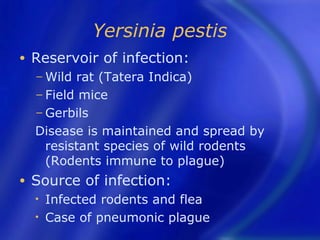 Yersinia pestis
•   Reservoir of infection:
    − Wild rat (Tatera Indica)
    − Field mice
    − Gerbils
    Disease is maintained and spread by
      resistant species of wild rodents
      (Rodents immune to plague)
•   Source of infection:
    •   Infected rodents and flea
    •   Case of pneumonic plague
 