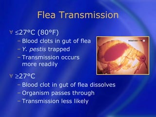 Flea Transmission
∀   ≤27°C (80°F)
    − Blood clots in gut of flea
    − Y. pestis trapped
    − Transmission occurs
      more readily

∀   ≥27°C
    − Bloodclot in gut of flea dissolves
    − Organism passes through
    − Transmission less likely
 