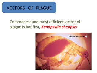 VECTORS OF PLAGUE

 Commonest and most efficient vector of
 plague is Rat flea, Xenopsylla cheopsis
 