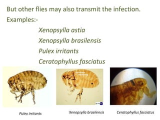 But other flies may also transmit the infection.
Examples:-
           Xenopsylla astia
           Xenopsylla brasilensis
           Pulex irritants
           Ceratophyllus fasciatus




    Pulex irritants   Xenopsylla brasilensis   Ceratophyllus fasciatus
 