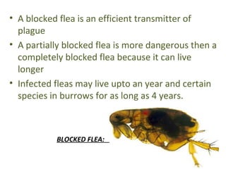 • A blocked flea is an efficient transmitter of
  plague
• A partially blocked flea is more dangerous then a
  completely blocked flea because it can live
  longer
• Infected fleas may live upto an year and certain
  species in burrows for as long as 4 years.



           BLOCKED FLEA:
 