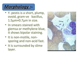 Morphology :-
• Y. pestis is a short, plump,
  ovoid, gram-ve bacillus,
  1.5μm×0.7µm in size.
• In smears stained with
  giemsa or methylene blue,
  it shows bipolar staining.
• It is non-motile, non-
  sporing and non-acid fast.
• It is surrounded by slime
  layer.
 