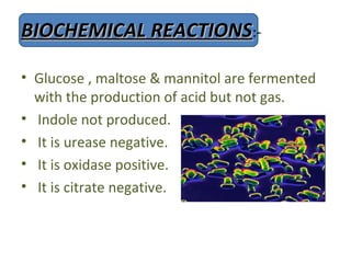 BIOCHEMICAL REACTIONS:-

• Glucose , maltose & mannitol are fermented
  with the production of acid but not gas.
• Indole not produced.
• It is urease negative.
• It is oxidase positive.
• It is citrate negative.
 