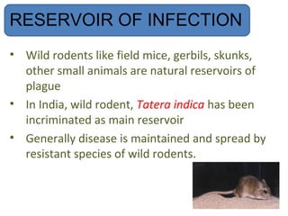 RESERVOIR OF INFECTION
• Wild rodents like field mice, gerbils, skunks,
  other small animals are natural reservoirs of
  plague
• In India, wild rodent, Tatera indica has been
  incriminated as main reservoir
• Generally disease is maintained and spread by
  resistant species of wild rodents.
 