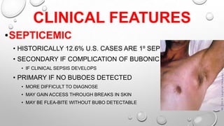 Septicaeic Rash Plague | PPTX