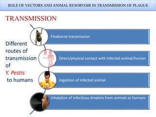 ROLE OF VECTORS AND ANIMAL RESORVOIR IN TRANSMISSION OF PLAGUE
Fleaborne transmission
Direct/physical contact with infected animal/human
Ingestion of infected animal
Inhalation of infectious droplets from animals or humans
Different
routes of
transmission
of
Y. Pestis
to humans
TRANSMISSION