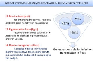 ROLE OF VECTORS AND ANIMAL RESORVOIR IN TRANSMISSION OF PLAGUE
Genes responsible for infection
transmission in fleas
Hms
Pgm
ymt
Murine toxic(ymt):
for enhancing the survival rate of Y.
pestis (all gram negative) in fleas midgut.
Pigmentation locus(Pgm) :
responsible for dense colonies of Y.
pestis and its blockage in proventriculus
and iron uptake.
Hemin storage locus(Hms) :
it enables Y. pestis to synthesise
biofilm which allows dense colony growth
in proventriculus and resist it from going to
the midgut.