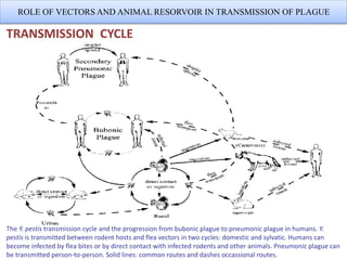 ROLE OF VECTORS AND ANIMAL RESORVOIR IN TRANSMISSION OF PLAGUE
TRANSMISSION CYCLE
The Y. pestis transmission cycle and the progression from bubonic plague to pneumonic plague in humans. Y.
pestis is transmitted between rodent hosts and flea vectors in two cycles: domestic and sylvatic. Humans can
become infected by flea bites or by direct contact with infected rodents and other animals. Pneumonic plague can
be transmitted person-to-person. Solid lines: common routes and dashes occassional routes.