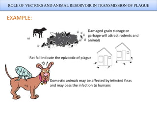 ROLE OF VECTORS AND ANIMAL RESORVOIR IN TRANSMISSION OF PLAGUE
EXAMPLE:
Damaged grain storage or
garbage will attract rodents and
animals
Domestic animals may be affected by infected fleas
and may pass the infection to humans
Rat fall indicate the epizootic of plague