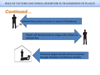 ROLE OF VECTORS AND ANIMAL RESORVOIR IN TRANSMISSION OF PLAGUE
Continued…
Infected fleas jump to humans in search of bloodmeal.
People will develop bubonic plague after bittten by
infected flea
Pnemonic plague spreads person-to-person
through inhalation of infectious droplets