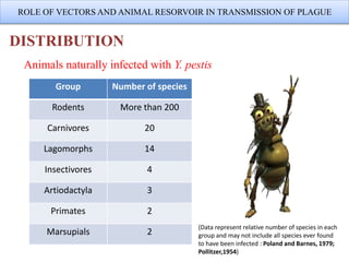 DISTRIBUTION
ROLE OF VECTORS AND ANIMAL RESORVOIR IN TRANSMISSION OF PLAGUE
Group Number of species
Rodents More than 200
Carnivores 20
Lagomorphs 14
Insectivores 4
Artiodactyla 3
Primates 2
Marsupials 2
Animals naturally infected with Y. pestis
(Data represent relative number of species in each
group and may not include all species ever found
to have been infected : Poland and Barnes, 1979;
Pollitzer,1954)