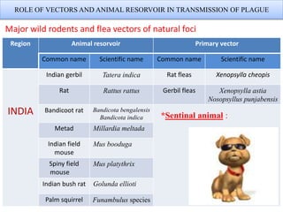 Region Animal resorvoir Primary vector
Common name Scientific name Common name Scientific name
INDIA
Indian gerbil Tatera indica Rat fleas Xenopsylla cheopis
Rat Rattus rattus Gerbil fleas Xenopsylla astia
Nosopsyllus punjabensis
Bandicoot rat Bandicota bengalensis
Bandicota indica
Metad Millardia meltada
Indian field
mouse
Mus booduga
Spiny field
mouse
Mus platythrix
Indian bush rat Golunda ellioti
Palm squirrel Funambulus species
ROLE OF VECTORS AND ANIMAL RESORVOIR IN TRANSMISSION OF PLAGUE
Major wild rodents and flea vectors of natural foci
*Sentinal animal :