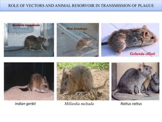 ROLE OF VECTORS AND ANIMAL RESORVOIR IN TRANSMISSION OF PLAGUE
Indian gerbil Millardia meltada Rattus rattus
Golunda ellioti