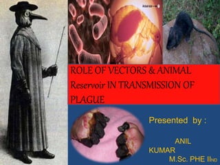 ROLE OF VECTORS & ANIMAL
Reservoir IN TRANSMISSION OF
PLAGUE
Presented by :
ANIL
KUMAR
M.Sc. PHE IIND
 