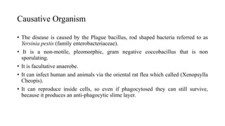 Causative Organism
• The disease is caused by the Plague bacillus, rod shaped bacteria referred to as
Yersinia pestis (family enterobacteriaceae).
• It is a non-motile, pleomorphic, gram negative coccobacillus that is non
sporulating.
• It is facultative anaerobe.
• It can infect human and animals via the oriental rat flea which called (Xenopsylla
Cheopis).
• It can reproduce inside cells, so even if phagocytosed they can still survive,
because it produces an anti-phagocytic slime layer.
 