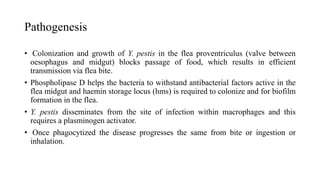 Pathogenesis
• Colonization and growth of Y. pestis in the flea proventriculus (valve between
oesophagus and midgut) blocks passage of food, which results in efficient
transmission via flea bite.
• Phospholipase D helps the bacteria to withstand antibacterial factors active in the
flea midgut and haemin storage locus (hms) is required to colonize and for biofilm
formation in the flea.
• Y. pestis disseminates from the site of infection within macrophages and this
requires a plasminogen activator.
• Once phagocytized the disease progresses the same from bite or ingestion or
inhalation.
 