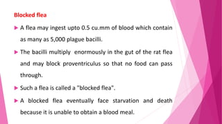 PLAGUE.pptx