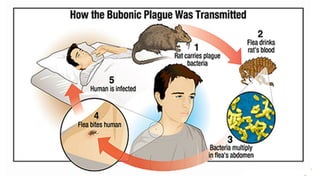 PLAGUE .pptx Septicemic, Bubonic, Pneumonic , MEENA RANA | PPTX