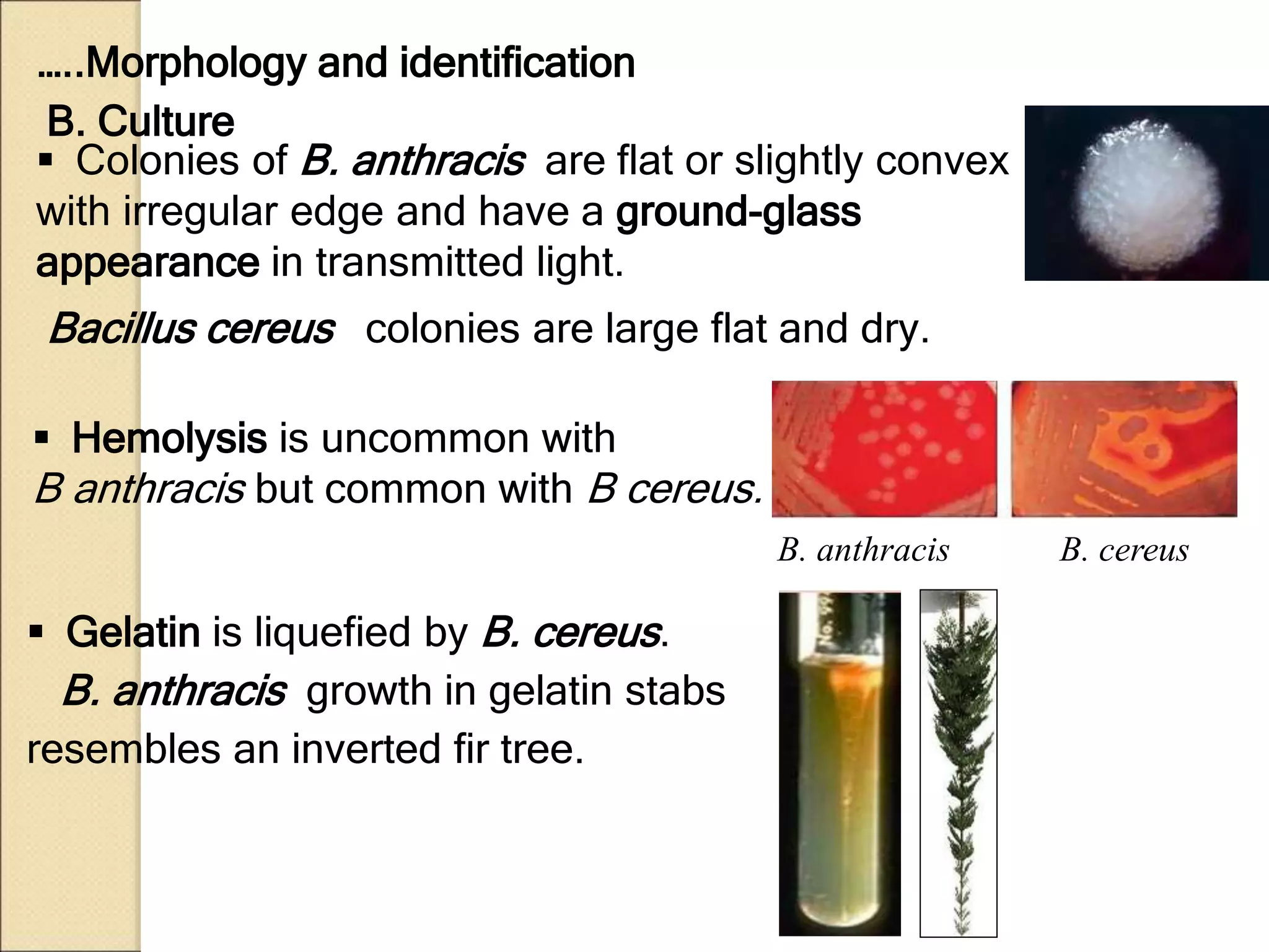  Colonies of B. anthracis are flat or slightly convex
with irregular edge and have a ground-glass
appearance in transmitted light.
B. Culture
 Hemolysis is uncommon with
B anthracis but common with B cereus.
B. anthracis B. cereus
…..Morphology and identification
 Gelatin is liquefied by B. cereus.
B. anthracis growth in gelatin stabs
resembles an inverted fir tree.
Bacillus cereus colonies are large flat and dry.
 