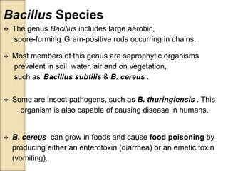 Bacillus Species
 The genus Bacillus includes large aerobic,
spore-forming, Gram-positive rods occurring in chains.
 Most members of this genus are saprophytic organisms
prevalent in soil, water, air and on vegetation,
such as Bacillus subtilis & B. cereus .
 Some are insect pathogens, such as B. thuringiensis . This
organism is also capable of causing disease in humans.
 B. cereus can grow in foods and cause food poisoning by
producing either an enterotoxin (diarrhea) or an emetic toxin
(vomiting).
 