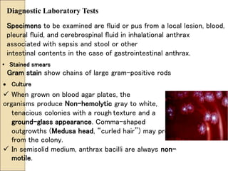 Diagnostic Laboratory Tests
Specimens to be examined are fluid or pus from a local lesion, blood,
pleural fluid, and cerebrospinal fluid in inhalational anthrax
associated with sepsis and stool or other
intestinal contents in the case of gastrointestinal anthrax.
• Stained smears
Gram stain show chains of large gram-positive rods
 Culture
 When grown on blood agar plates, the
organisms produce Non-hemolytic gray to white,
tenacious colonies with a rough texture and a
ground-glass appearance. Comma-shaped
outgrowths (Medusa head, “curled hair”) may project
from the colony.
 In semisolid medium, anthrax bacilli are always non-
motile.
 