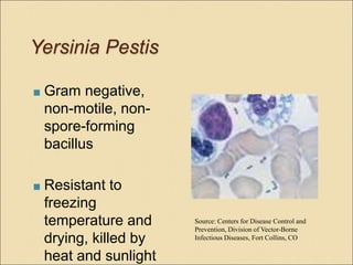 Yersinia Pestis
 Gram negative,
non-motile, non-
spore-forming
bacillus
 Resistant to
freezing
temperature and
drying, killed by
heat and sunlight
Source: Centers for Disease Control and
Prevention, Division of Vector-Borne
Infectious Diseases, Fort Collins, CO
 