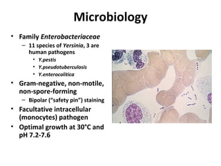 Microbiology
• Family Enterobacteriaceae
– 11 species of Yersinia, 3 are
human pathogens
• Y.pestis
• Y.pseudotuberculosis
• Y.enterocolitica
• Gram-negative, non-motile,
non-spore-forming
– Bipolar (“safety pin”) staining
• Facultative intracellular
(monocytes) pathogen
• Optimal growth at 30°C and
pH 7.2-7.6
 