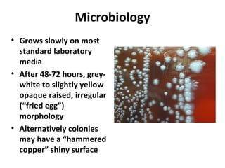 Microbiology
• Grows slowly on most
standard laboratory
media
• After 48-72 hours, grey-
white to slightly yellow
opaque raised, irregular
(“fried egg”)
morphology
• Alternatively colonies
may have a “hammered
copper” shiny surface
 